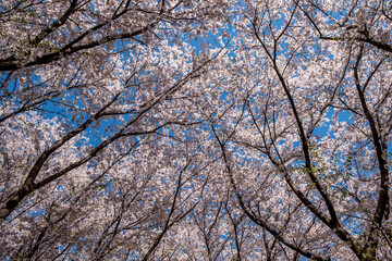 Cherry Blossoms in Full Bloom