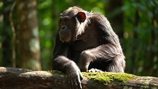 A magnificent chimpanzee sits peacefully atop a moss-covered log, bathed in dappled sunlight filtering through the dense, lush green foliage of a tropical forest. The primate's thoughtful gaze and rel
