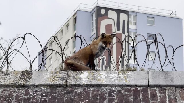 Urban red fox perched on barbed wall near apartment mural in Gosport