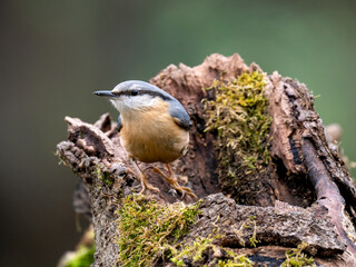 Obraz premium Kleiber (Sitta europaea) 