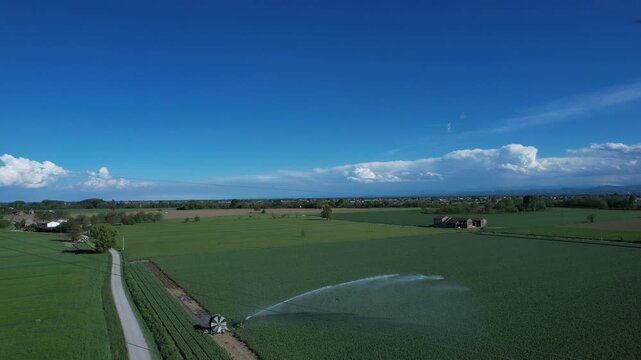 Drone aerial of rotary sprinkler irrigating alfalfa field with rainbow effect, summer farming