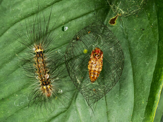 There are many types of caterpillars that are around us, their shapes are unique,