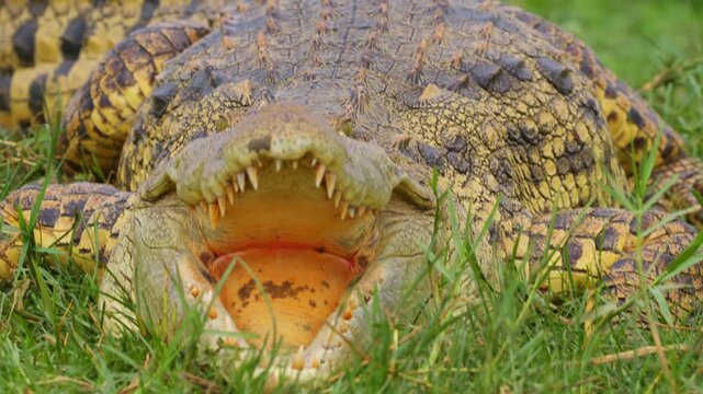 Nile Crocodile With Mouth Open During Gaping Behavior For Thermoregulation (Cooling Down). - closeup shot