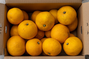 Boxed Japanese fresh hassaku delivered directly from the farm, closeup