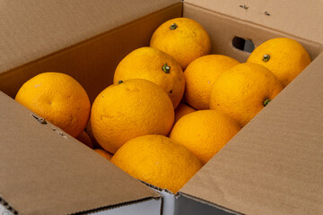 Boxed Japanese fresh hassaku delivered directly from the farm, closeup