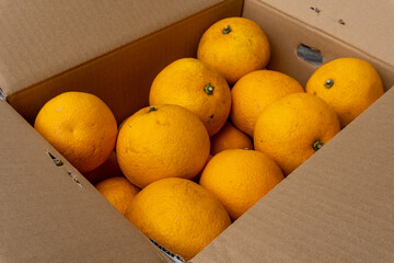 Boxed Japanese fresh hassaku delivered directly from the farm, closeup