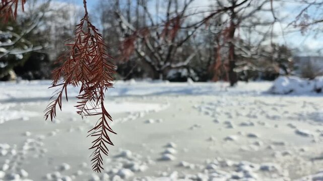 Winter Lake View