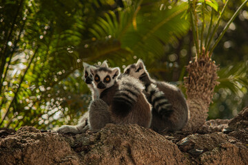 Horizontal image of a ring-tailed lemur family resting together on a rock with tropical palm trees in the background  © Sofiia