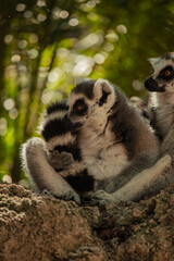 Fototapeta premium Vertical image of a funny ring-tailed lemur holding its tail while resting on a rock with tropical palm trees in the background 