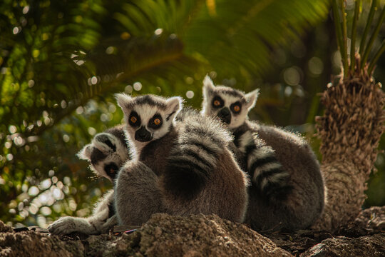Horizontal image of a ring-tailed lemur family resting together on a rock with tropical palm trees in the background
