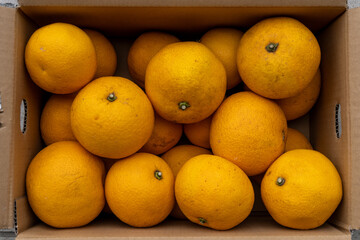 Boxed Japanese fresh hassaku delivered directly from the farm, closeup
