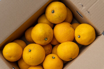 Boxed Japanese fresh hassaku delivered directly from the farm, closeup