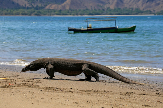 Side view of a Komodo dragon (Varanus komodoensis) walking along a sandy beach with a boat anchored in the sea behind, Komodo Island, East Nusa Tenggara, Indonesia