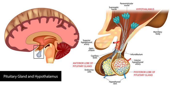 Detailed medical vector illustration of the human pituitary gland and hypothalamus showing anatomical structure, neural connections, blood vessels, and anterior and posterior pituitary lobes. 