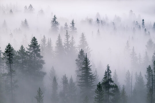 High-res view of a coniferous forest in morning fog. Minimalist composition with soft lighting and natural textures. Perfect for backgrounds and editorial use.