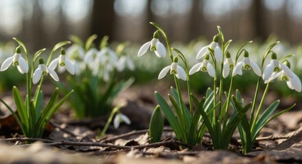 Obraz premium Delicate white flowers bloom amidst dried leaves in a sunlit forest