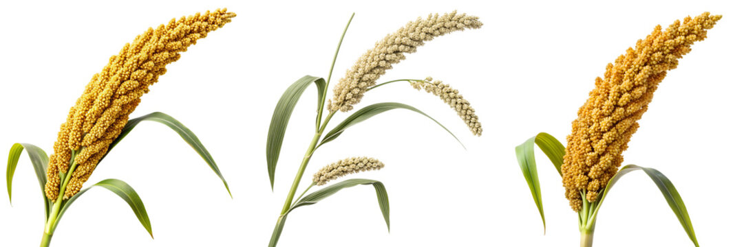  Set of millet plant stalk cereal isolated on a transparent background