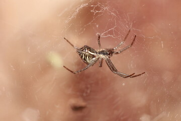 spider Insect Extreme Close-Up macro photography Nature Background