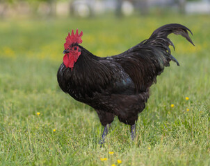 Chicken rooster free ranging on a green and grassy field with flowers