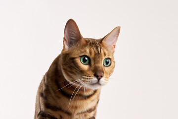 Obraz premium A close-up of the Bengal cat shows its face in detail. Its eyes are vivid and framed by short, well-groomed fur.