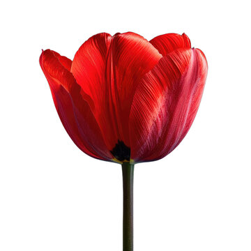 A vibrant, close-up shot of a single, red tulip on a stark, black background
