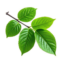 Fototapeta premium Close-up of green, glossy leaves growing from a dark, slender branch