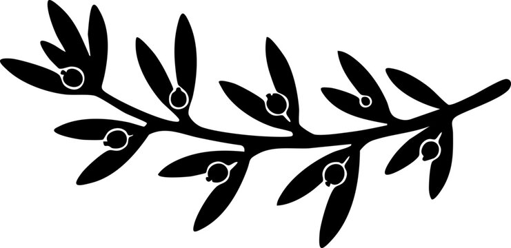 Butcher's broom branch silhouette isolated on white background minimalist pointed cladodes ruscus aculeatus botanical illustration