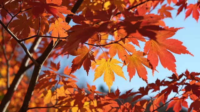 Autumn leaves on tree branches