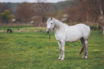 Obraz premium A beautiful white horse stands calmly in a lush green field filled with wildflowers as soft sunlight bathes the landscape. Gentle hills provide a serene backdrop, enhancing the peaceful scene