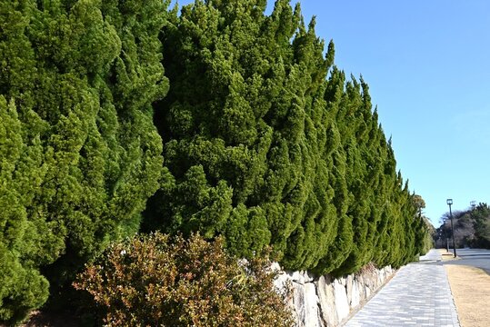 Juniperus chinensis 'Kaizuka' hedge. Cupressaceae evergreen conifer. It is resistant to air pollution and can withstand pruning, so it is used as a roadside tree or hedge.
