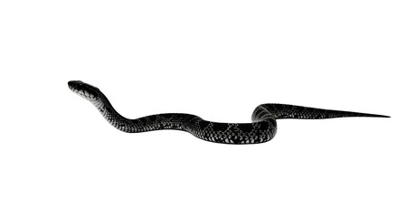 Naklejka premium Black snake with textured scales slithering, isolated PNG with Transparent Background