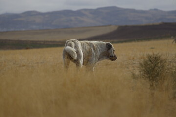 Fototapeta premium Majestic shepherd dog standing on watch in the rural landscape.