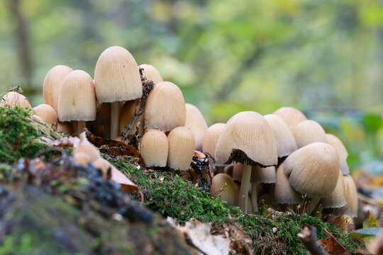A Large Group Of Small Light Brown Mushrooms (Mica Caps) Growing Closely Together On Decaying Wood.