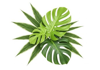 Monstera Deliciosa Leaves on White Background, Tropical Foliage