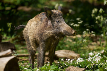 Wildschwein (Sus scrofa) steht auf einer sonnigen Lichtung inmitten von Holzst&uuml;cken, Pflanzen und Blumen - Baden-W&uuml;rttemberg, Deutschland