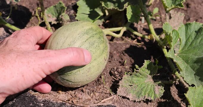 a green melon fruit grown in a cold climate in the open ground without a greenhouse, growing thermophilic plants in a cold climate in Europe, the fruit is small and grows in the field