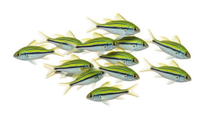 School of yellowtail pygmy angelfish isolated PNG on transparent background, colorful tropical fish swimming in group, marine life © Aliona