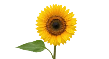 Fototapete Sonnenblume Vibrant yellow sunflower isolated PNG, close-up of a single flower on transparent background, botanical element for summer designs  © Aliona