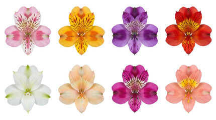 Obraz premium Alstroemeria flower set including pink, yellow, purple, red, white, orange, and magenta lilies isolated. Floral collection for wedding and botanical design.