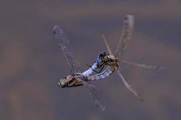 Großer Blaupfeil (Orthetrum cancellatum) Paarung