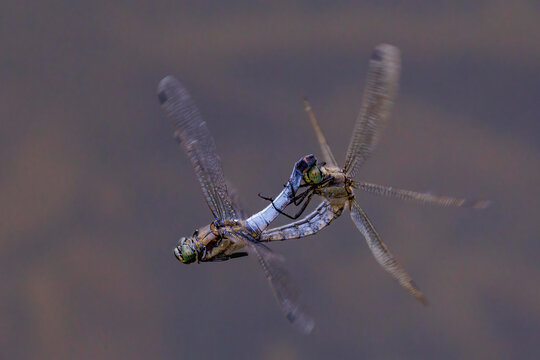 Gro&szlig;er Blaupfeil (Orthetrum cancellatum) Paarung
