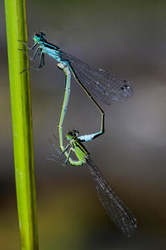 Gro&szlig;e Pechlibelle (Ischnura elegans) Paarung
