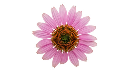 Obraz premium Echinacea flower with pink petals isolated PNG on transparent background, medicinal plant for herbal medicine and natural remedies