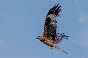 Fototapeta premium Rotmilan (Milvus milvus)