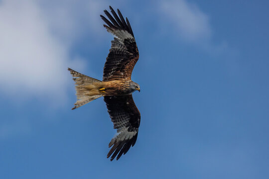 Rotmilan (Milvus milvus)