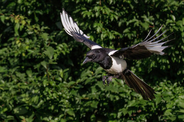 Naklejka premium Elster (Pica pica)