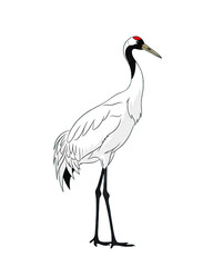 Obraz premium Crane Bird Illustration Isolated on White Background. Oriental Japanese Korean Symbol of Luck and Longevity
