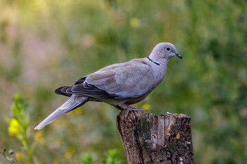 T&uuml;rkentaube (Streptopelia decaocto)