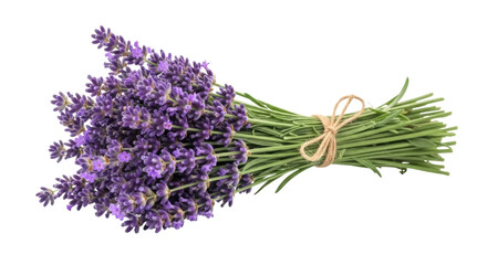 Fragrant lavender bouquet isolated PNG, bunch of purple flowers with green stems tied with twine on transparent background, aromatherapy and decoration © Aliona