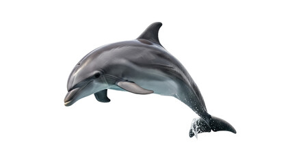 Bottlenose dolphin PNG isolated on transparent background, marine mammal with sleek gray skin and playful behavior, aquatic animal © Aliona